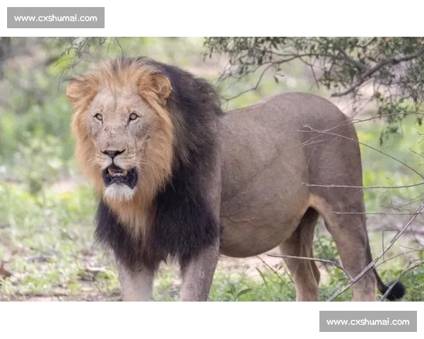 南非雄狮碾压野蛮人队，友谊赛狂揽 35 分创纪录